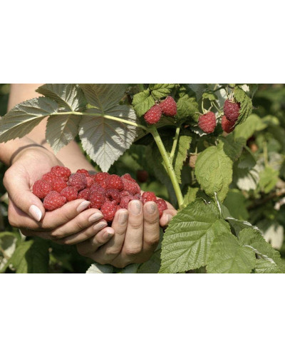 Малина штамбова Здоровань | Raspberries stam Krepish | Малина штамбовая Крепыш