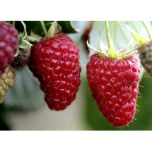 Малина штамбова Здоровань | Raspberries stam Krepish | Малина штамбовая Крепыш