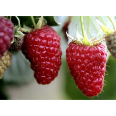 Малина штамбова Здоровань | Raspberries stam Krepish | Малина штамбовая Крепыш