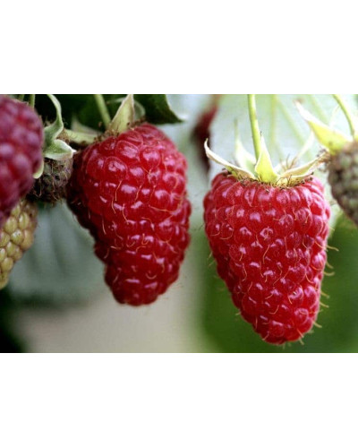 Малина штамбова Здоровань | Raspberries stam Krepish | Малина штамбовая Крепыш
