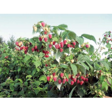 Малина штамбова Здоровань | Raspberries stam Krepish | Малина штамбовая Крепыш