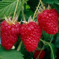 Малина штамбова Здоровань | Raspberries stam Krepish | Малина штамбовая Крепыш