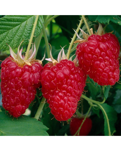 Малина штамбова Здоровань | Raspberries stam Krepish | Малина штамбовая Крепыш