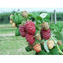 Малина штамбова Здоровань | Raspberries stam Krepish | Малина штамбовая Крепыш