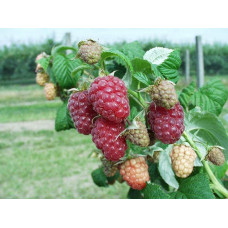 Малина штамбова Здоровань | Raspberries stam Krepish | Малина штамбовая Крепыш