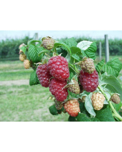 Малина штамбова Здоровань | Raspberries stam Krepish | Малина штамбовая Крепыш
