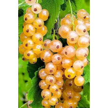 Смородина Імператорська (жовта) | Ribes white Imperatorska (zhovta) | Смородина Императорская (желтая)