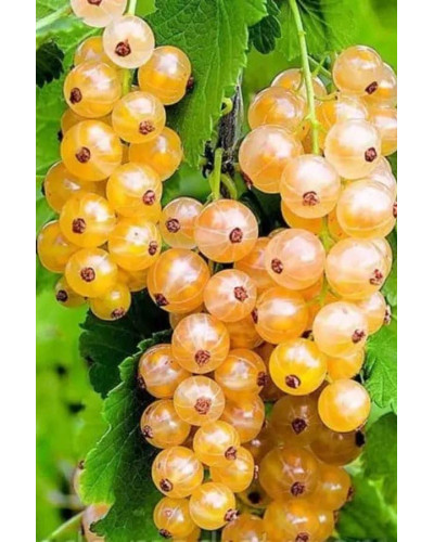Смородина Імператорська (жовта) | Ribes white Imperatorska (zhovta) | Смородина Императорская (желтая)