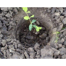 Жимолость їстівна Блакитне Веретено | Lonicera edulis Gоluboe Vereteno | Жимолость съедобная Голубое Веретено