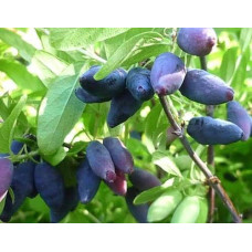 Жимолость їстівна Блакитне Веретено | Lonicera edulis Gоluboe Vereteno | Жимолость съедобная Голубое Веретено