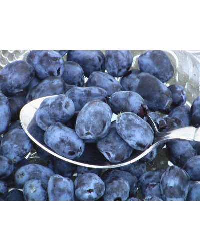Жимолость їстівна Ведмедиця | Lonicera edulis Medveditsa | Жимолость съедобная Медведица