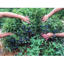 Жимолость їстівна Ведмедиця | Lonicera edulis Medveditsa | Жимолость съедобная Медведица