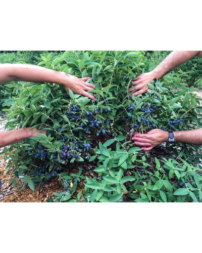 Жимолость їстівна Ведмедиця | Lonicera edulis Medveditsa | Жимолость съедобная Медведица