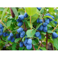 Жимолость їстівна Ведмедиця | Lonicera edulis Medveditsa | Жимолость съедобная Медведица