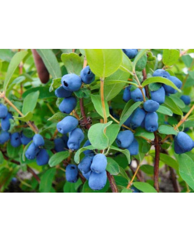 Жимолость їстівна Ведмедиця | Lonicera edulis Medveditsa | Жимолость съедобная Медведица