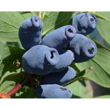 Жимолость їстівна Ведмедиця | Lonicera edulis Medveditsa | Жимолость съедобная Медведица