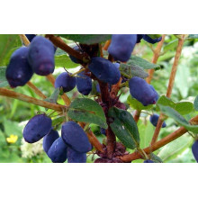 Жимолость їстівна Ведмедиця | Lonicera edulis Medveditsa | Жимолость съедобная Медведица