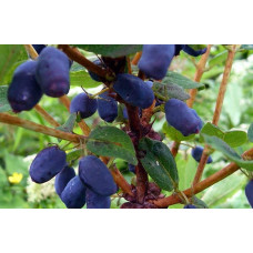 Жимолость їстівна Ведмедиця | Lonicera edulis Medveditsa | Жимолость съедобная Медведица