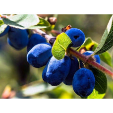 Жимолость їстівна Ведмедиця | Lonicera edulis Medveditsa | Жимолость съедобная Медведица