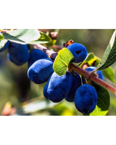 Жимолость їстівна Ведмедиця | Lonicera edulis Medveditsa | Жимолость съедобная Медведица