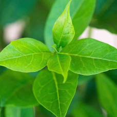 Жимолость їстівна Ведмедиця | Lonicera edulis Medveditsa | Жимолость съедобная Медведица