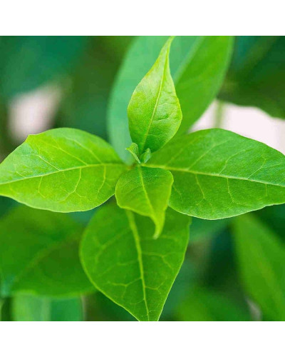 Жимолость їстівна Ведмедиця | Lonicera edulis Medveditsa | Жимолость съедобная Медведица