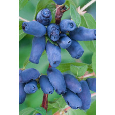 Жимолость їстівна Войтек | Lonicera edulis Wojtek | Жимолость съедобная Войтек