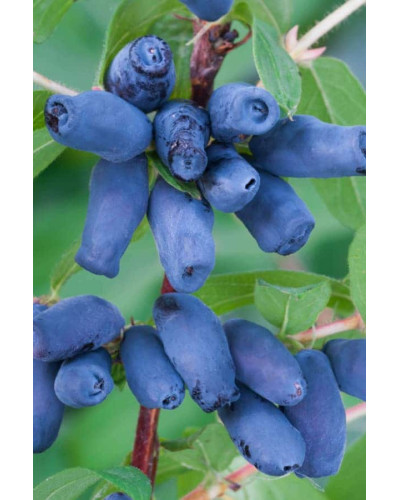 Жимолость їстівна Войтек | Lonicera edulis Wojtek | Жимолость съедобная Войтек