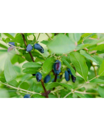 Жимолость їстівна Войтек | Lonicera edulis Wojtek | Жимолость съедобная Войтек
