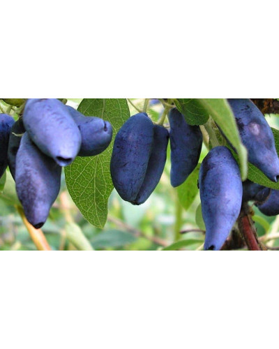 Жимолость їстівна Войтек | Lonicera edulis Wojtek | Жимолость съедобная Войтек