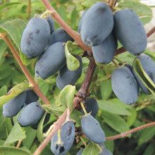 Жимолость їстівна Войтек | Lonicera edulis Wojtek | Жимолость съедобная Войтек