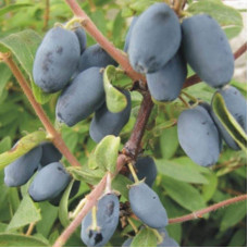 Жимолость їстівна Войтек | Lonicera edulis Wojtek | Жимолость съедобная Войтек