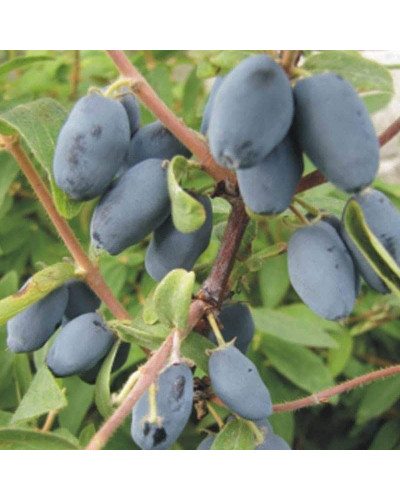 Жимолость їстівна Войтек | Lonicera edulis Wojtek | Жимолость съедобная Войтек