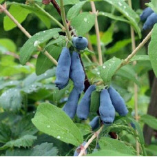Жимолость їстівна Войтек | Lonicera edulis Wojtek | Жимолость съедобная Войтек
