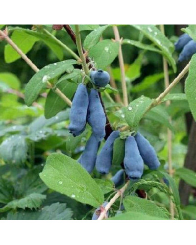 Жимолость їстівна Войтек | Lonicera edulis Wojtek | Жимолость съедобная Войтек