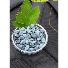 Жимолость їстівна Войтек | Lonicera edulis Wojtek | Жимолость съедобная Войтек