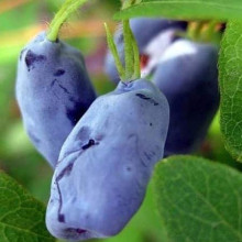 Жимолость їстівна Войтек | Lonicera edulis Wojtek | Жимолость съедобная Войтек