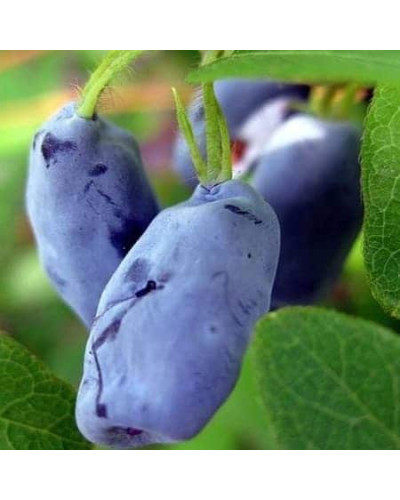Жимолость їстівна Войтек | Lonicera edulis Wojtek | Жимолость съедобная Войтек