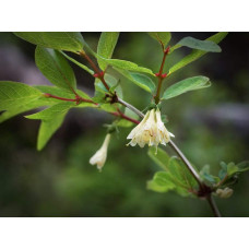Жимолость їстівна Войтек | Lonicera edulis Wojtek | Жимолость съедобная Войтек