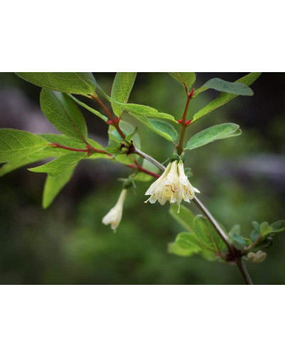 Жимолость їстівна Войтек | Lonicera edulis Wojtek | Жимолость съедобная Войтек