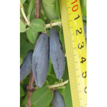 Жимолость їстівна Донька Велетня | Lonicera edulis Donka Veletna | Жимолость съедобная Дочь Великана