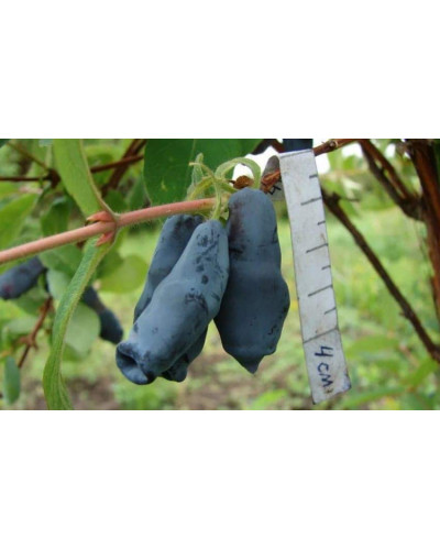 Жимолость їстівна Донька Велетня | Lonicera edulis Donka Veletna | Жимолость съедобная Дочь Великана