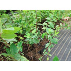 Жимолость їстівна Донька Велетня | Lonicera edulis Donka Veletna | Жимолость съедобная Дочь Великана