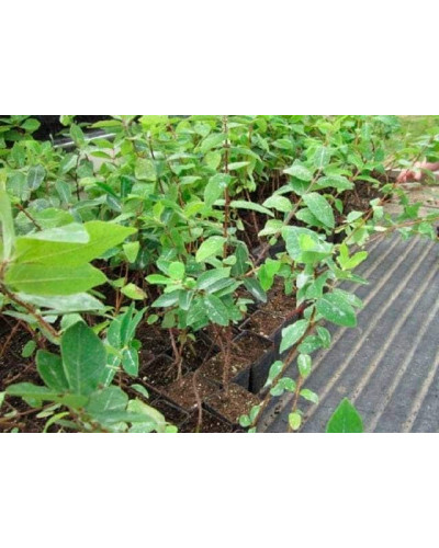 Жимолость їстівна Донька Велетня | Lonicera edulis Donka Veletna | Жимолость съедобная Дочь Великана