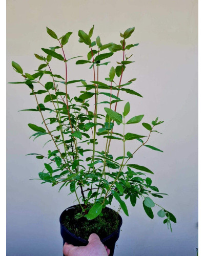 Жимолость їстівна Донька Велетня | Lonicera edulis Donka Veletna | Жимолость съедобная Дочь Великана