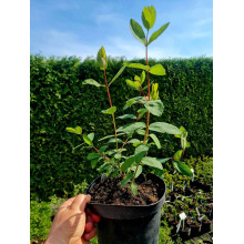 Жимолость їстівна Донька Велетня | Lonicera edulis Donka Veletna | Жимолость съедобная Дочь Великана