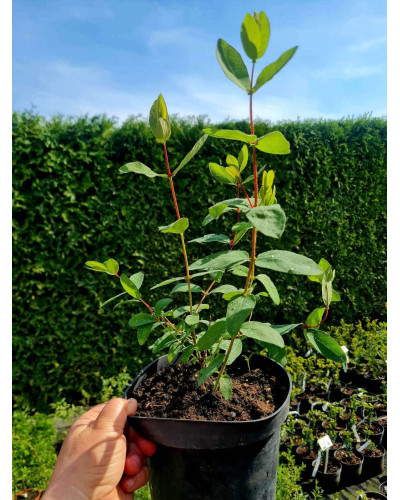 Жимолость їстівна Донька Велетня | Lonicera edulis Donka Veletna | Жимолость съедобная Дочь Великана