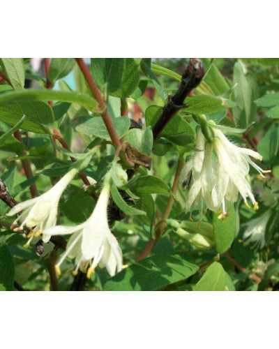 Жимолость їстівна Тундра | Lonicera edulis Tundra | Жимолость съедобная Тундра