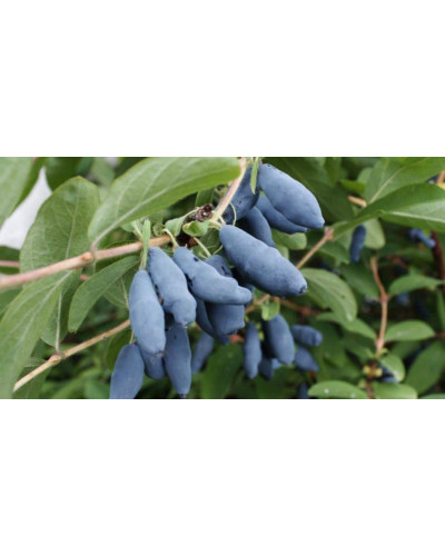 Жимолость їстівна Тундра | Lonicera edulis Tundra | Жимолость съедобная Тундра