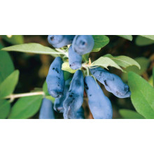 Жимолость їстівна Тундра | Lonicera edulis Tundra | Жимолость съедобная Тундра